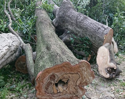 庭木・庭石・残土の撤去